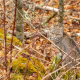 Wild Bob Cat