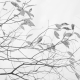 Defoliation
