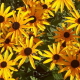 Yellow Flowers