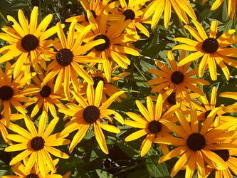 Yellow Flowers