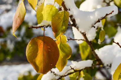 First snow