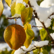 First snow