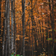 Spooky Forest