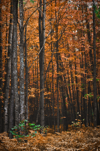 Spooky Forest