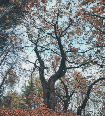 Autumn oak