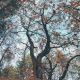 Autumn oak