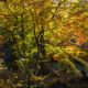 Autumn Forest