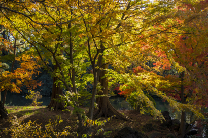 Autumn Forest
