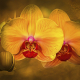 Beautiful Orchid  
