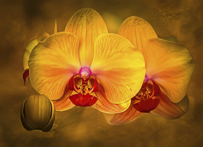 Beautiful Orchid