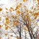 "Leaves floating overhead ... "