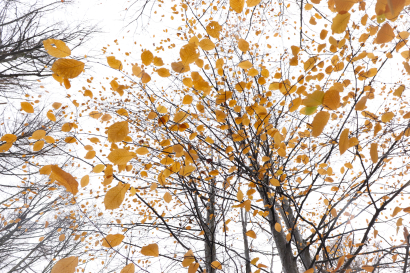 "Leaves floating overhead ......