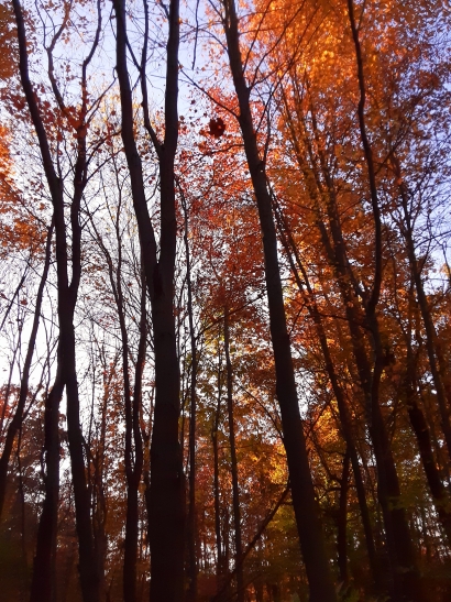 Single leaf falling