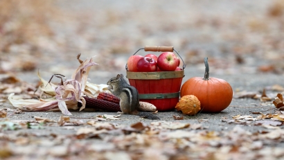 Chippie's Autumn Feast