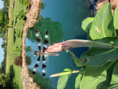 Summer Beauty 2020