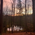 golden-tranquility
