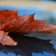 Fall Photos 