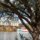 Austin memorial tree in Fall