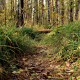 Forest paths