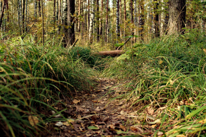 Forest paths