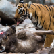 Predator & Prey