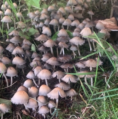 miniture crowd