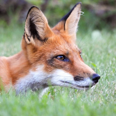 Portrait of a fox