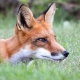 Portrait of a fox