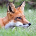 portrait-of-a-fox