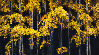 Golden trees