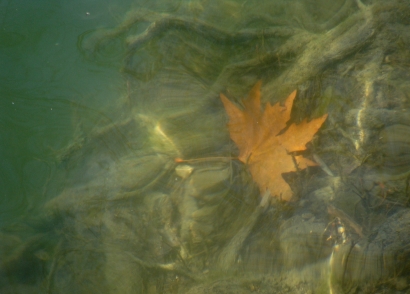 Fallen Leaf