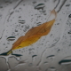 2020fallcontest
