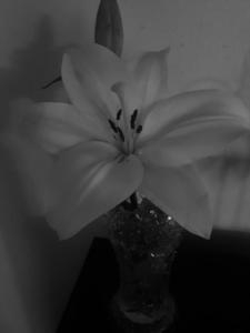 The Flower