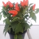 Chilli Plant