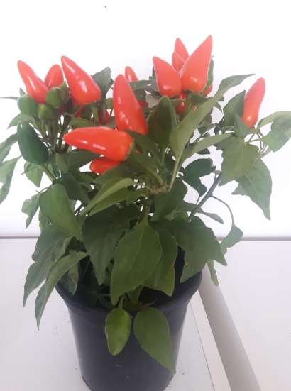 Chilli Plant
