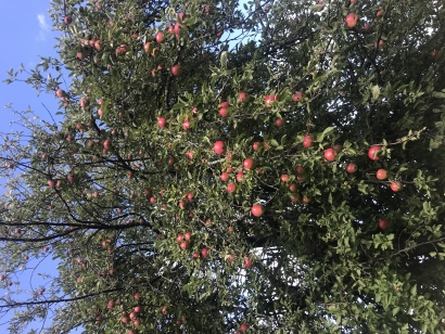 Autumn Apples