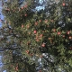 Autumn Apples