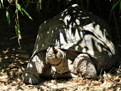 Tortoise 1