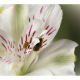 Astroemeria Macro  