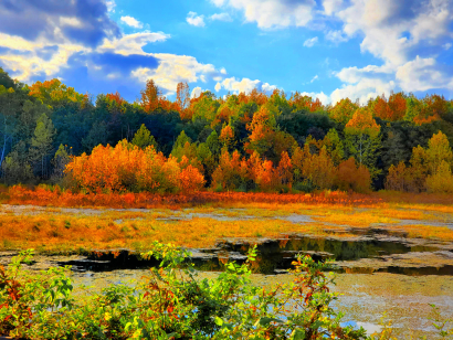 2020fallcontest