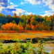 2020fallcontest