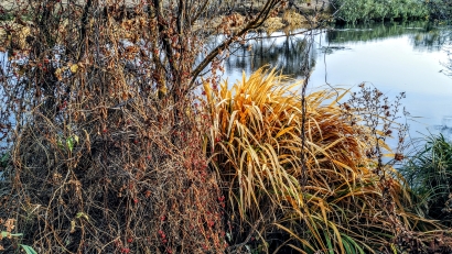 Golden River
