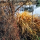Golden River