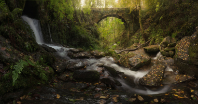 Ancient Forest