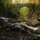 Ancient Forest