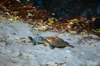 Fall turtles