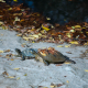 Fall turtles