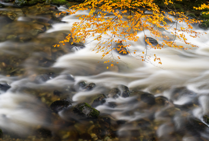 River Shimna at Tollymore Fore...