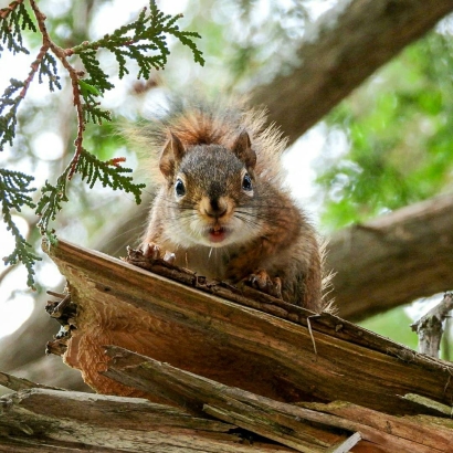Red squirrel