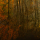 Space autumn